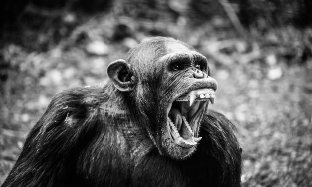 Freelance, le retour à l’état sauvage