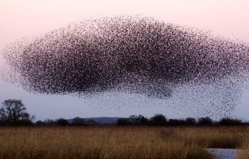 syndicats de freelances