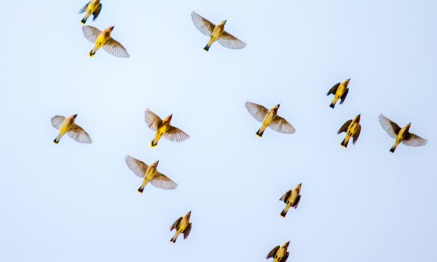 Les travailleurs des plateformes, pas si indépendants