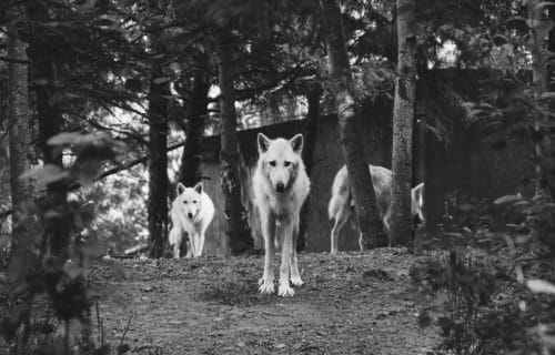 freelance vente collectif