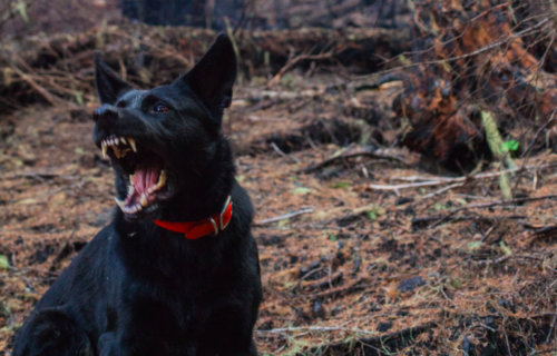 recouvrement freelance