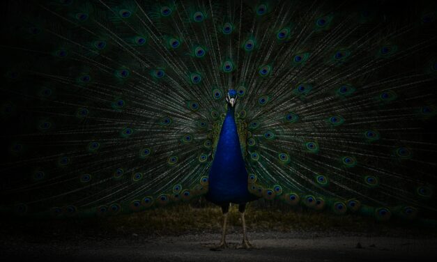 Freelances, vous pouvez être fiers !